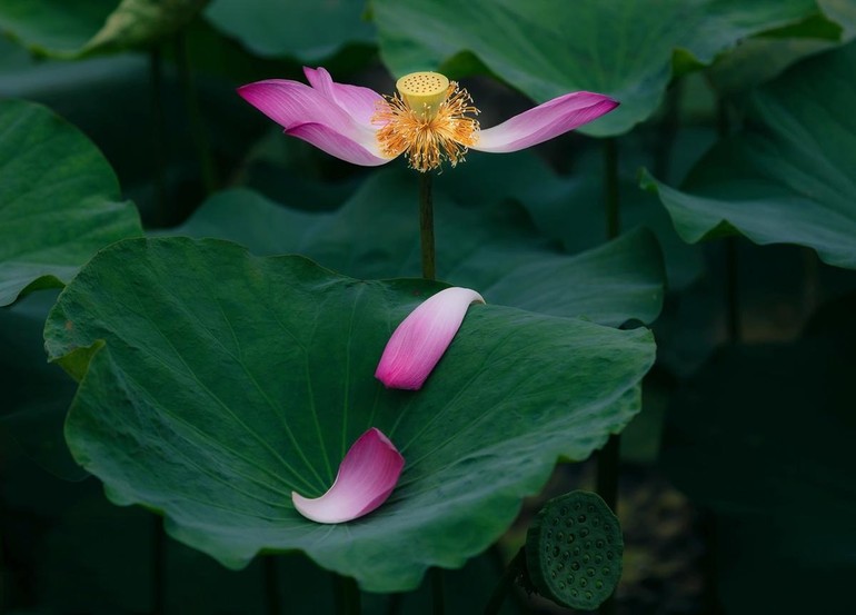 hãy buông bỏ sân hận